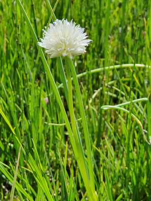 Allium schoenoprasum (Schnittlauch) Albino