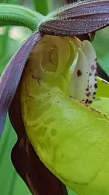 Cypripedium calceolus (Frauenschuh)