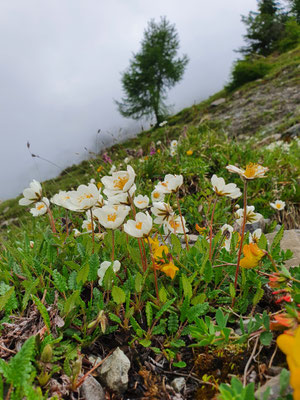 Dryas octapetala (Silberwurz)