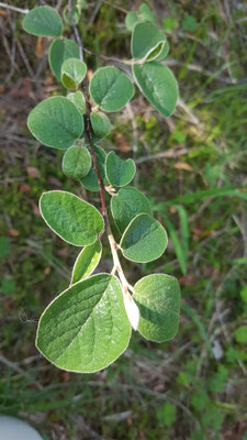 Cotoneaster tomentosum (Filzige Steinmispel)