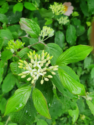 Cornus sanguinea (Hartrigel)