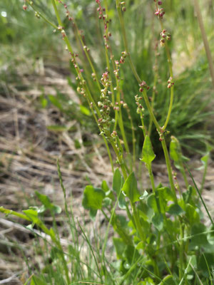 Rumex scutatus (Schildblättriger Ampfer)