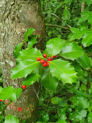 Ilex aquilegifolia (Stechlaub)