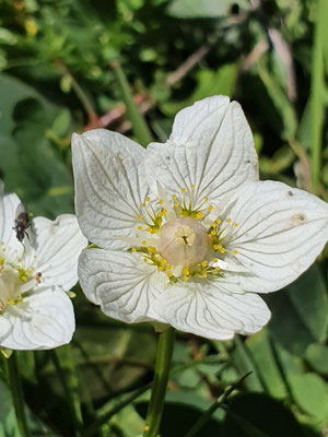 Parnassia palustris (Sumpf-Herzblatt)