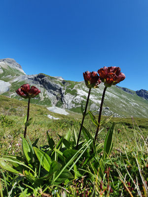 Gentiana purpurea (Purpur-Enzian)