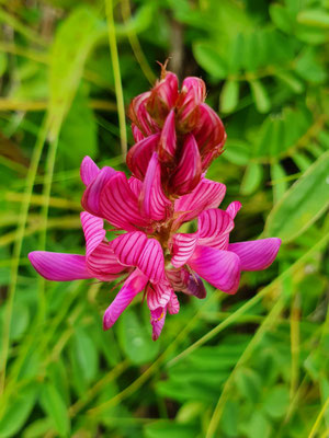 Onobrychis montana (Berg-Esparsette)