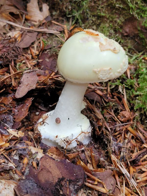 Amantia citrina (Gelber Knollenblätterpilz