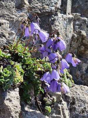 Campanula Cochleariifolia (Niedliche Glockenblume)