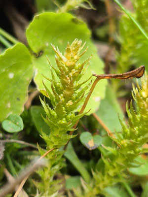 Selaginella selaginoides (Dorniger Moosfarn)