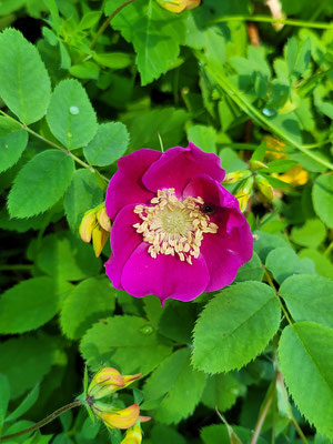 Rosa pendulina ( Alpen-Hagrose)