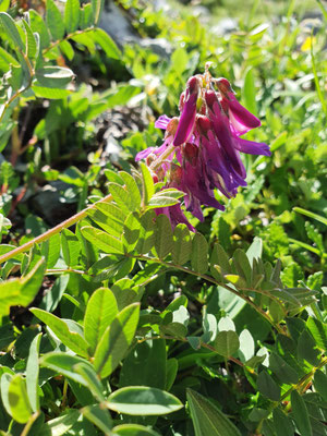 Hedysarum hedysaroides (Alpen-Süssklee)