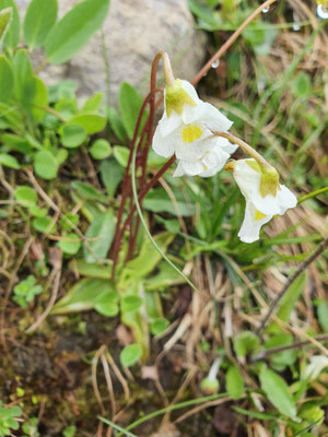 pinguicula alpina (Alpen-Fettblatt)