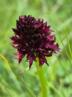 Nigritella rhellicani (Schwarzes Männertreu)