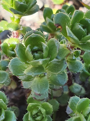 Saxifraga oppositifolia (Gegenblättriger Steinbrech)