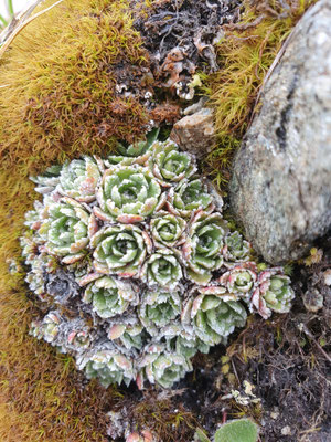 Saxifraga paniculata (Trauben-Steinbrech)