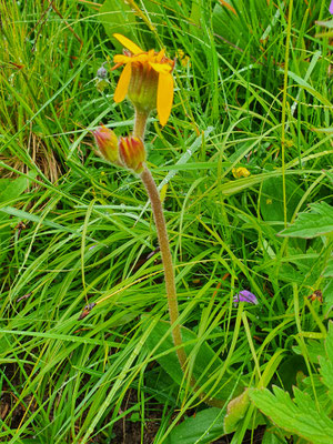 Arnica montana (Arnika)