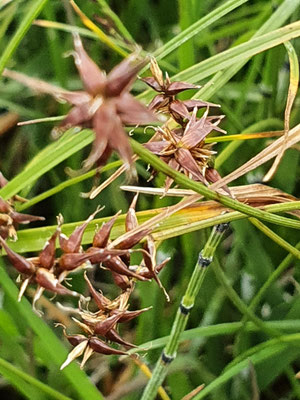 Carex davalliana (Davalls-Segge)