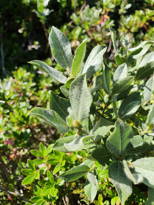 Salix breviserrata (Kurzzähnige Weide)