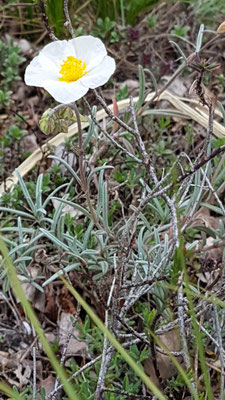 Helianthemum apenninum  (Apenninen-Sonnenröschen)