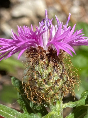 Centaurea rhaetica (Rätische Flockenblume) Bild: Daniel Schefer