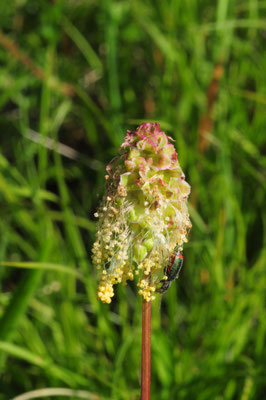 Sanguisorba minor ( Gewöhnlicher Kleiner Wiesenknopf)