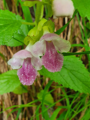 Melittis melissophyllum (Immenblatt)