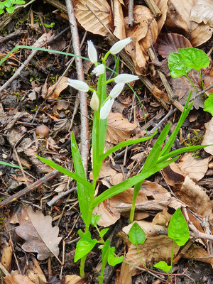 Cephalanthera longifolia (Langblättriges Waldvögelein)