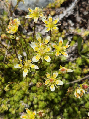 Saxifraga bryopides (Moos-Steinbrech)