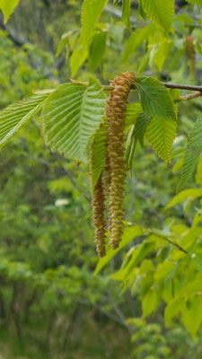 Ostrya carpinifolia (Hopfenbuche)