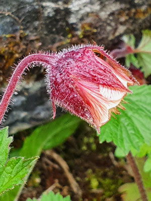 Geum rivale (Bach-Nelkenwurz)