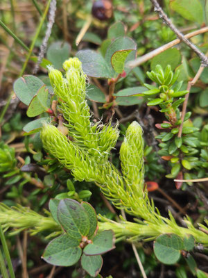 Lycopodium clavatum subsp. monostachyon (Einähriger keulen-Bärlapp)