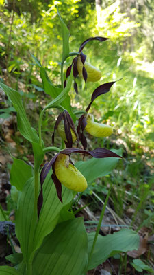 Cypripedium calceolus (Frauenschuh)