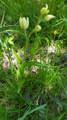 Cephalanthera damasonium (Weisses Waldvögelein)
