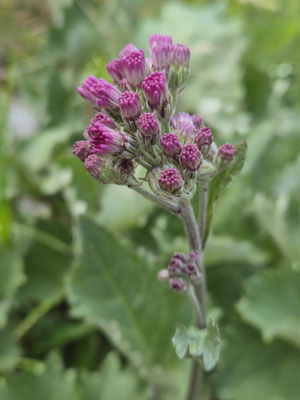 Adenostyles leucophylla (Filziger Alpendost)