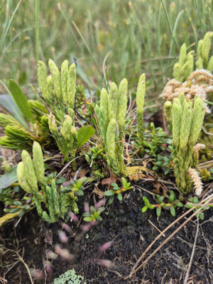 Diphasiastrum alpinum (Alpen-Flachbärlapp)