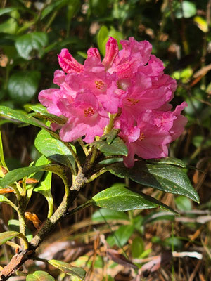 Rhododendron ferrugineum (Rostblättrige Alpenrose)