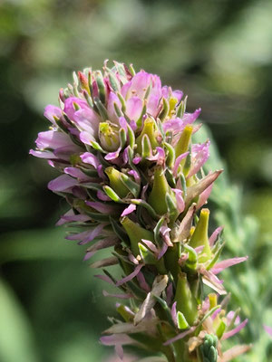 Myricaria germanica (Deutsche Tamariske)
