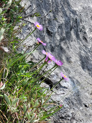 Aster alpinus (Alpen-Aster)