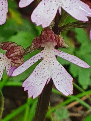 Orchis purpurea (Purpur-Knabenkraut)