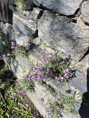 Matthiola valesiaca (Walliser Levkoje)