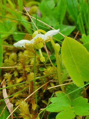 Moneses uniflora (Moosauge)