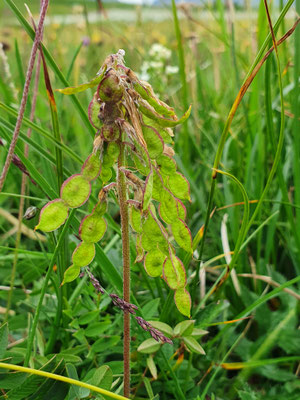 Hedysarium hedysaroides (Alpen-Süssklee)