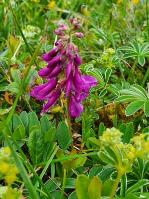 Hedysarum hedysarioides (Alpen-Süssklee)