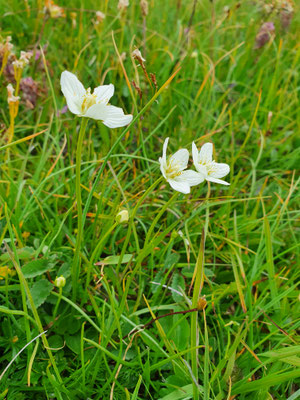 Parnassia palustris (Sumpf-Herzblatt)