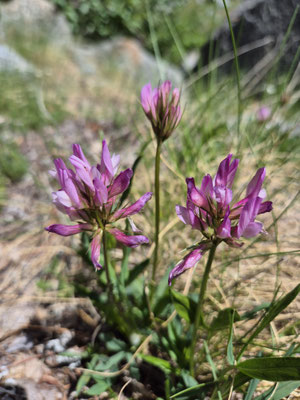 Trifolium alpinum (Alpen-Klee)
