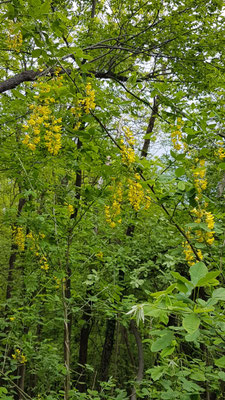 Laburnum anagyroides (Gemeiner Goldregen)