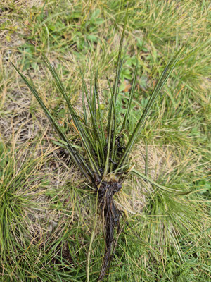 Isoëtes lacustris (See-Brachsenkraut)