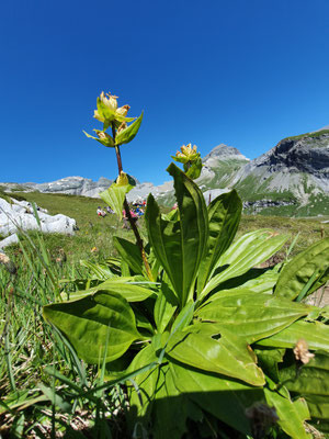 Gentiana punctata (Getüpfelter Enzian)