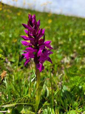 Dactylorhiza majalis (Breitblättrige Fingerwurz)