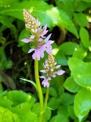 Dactylorhiza maculata subsp. fuchsii (Fuchs-Fingerwurz)